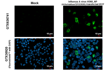 Anti-Influenza A virus Nucleoprotein antibody [HL1323] used in Immunocytochemistry/ Immunofluorescence (ICC/IF). GTX636741